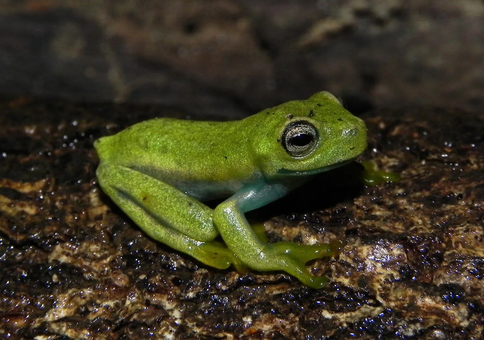 Animales: Anfibios, llamativos y pegajosos