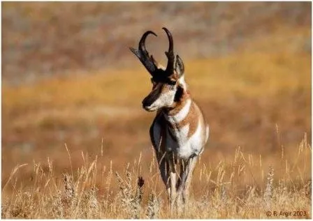 Animales y Animales » Los 10 animales más veloces (en tierra)