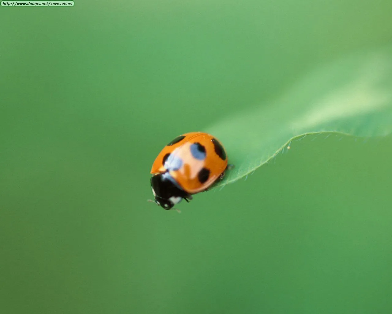 Animales y Animales » insectos