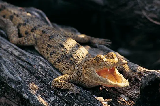 Animales y Animales » reptiles