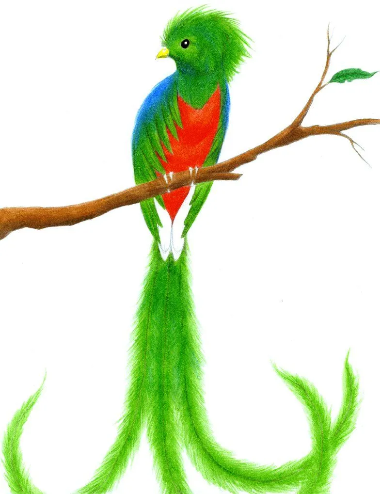 Animales asombrosos: Quetzal