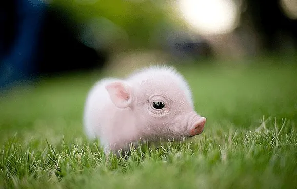 Los animales bebés más adorables del planeta