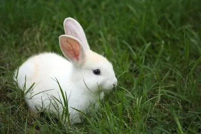 belleza mas aun son bonitos cuando son pequenos bebes unos cachorros ...