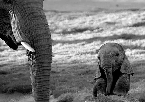 Animales bebés, ¿más tiernos que los humanos? | Tu tampoco lo sabías!