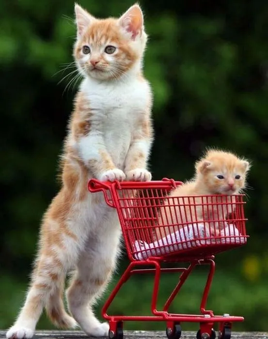 Los Animales y sus Bebes - Taringa!