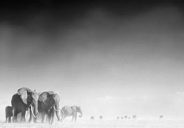 Animales en blanco y negro : Vagabundia