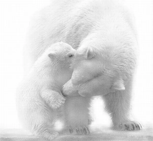 Más animales en blanco y negro : Vagabundia