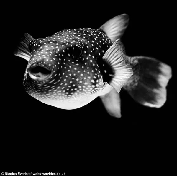 animales-blanco-negro-zoo-5 | mrpunny