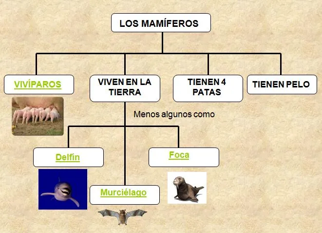 Esquema de animales mamiferos - Imagui