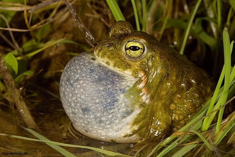 animales del bosque mediterraneo en peligro de extincion