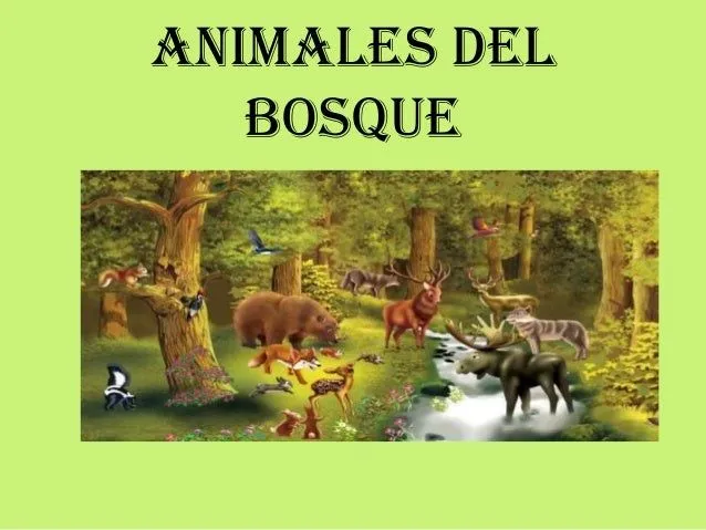 Animales del bosque y sabana