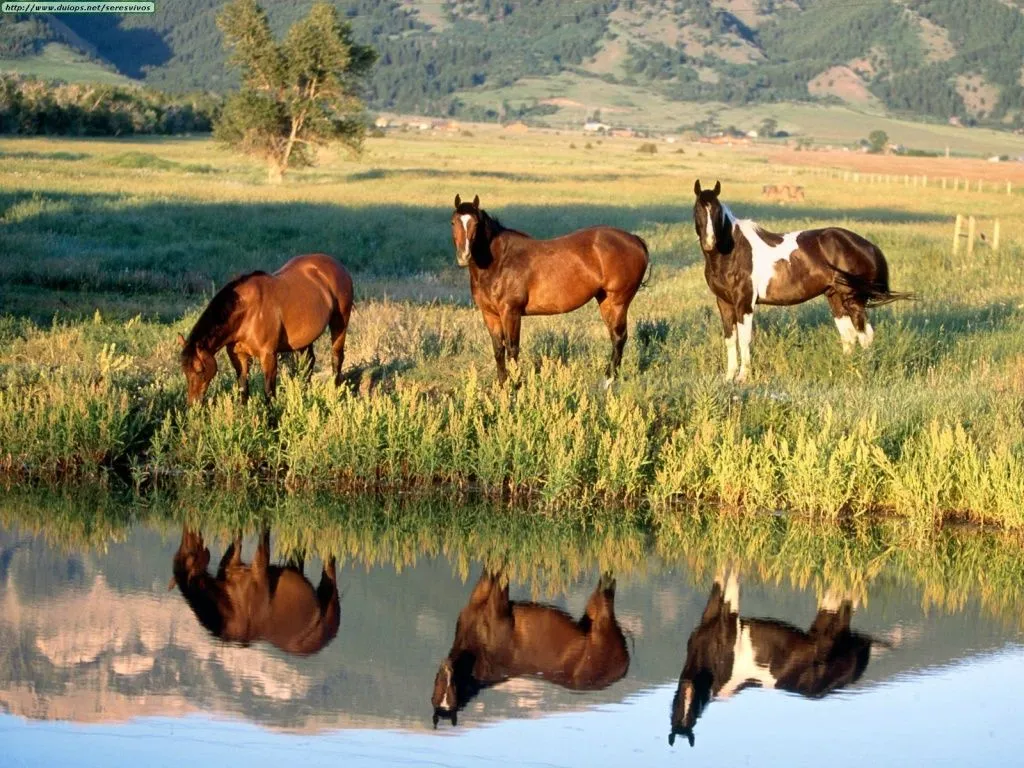 Animales: Caballos: seres majestuosos