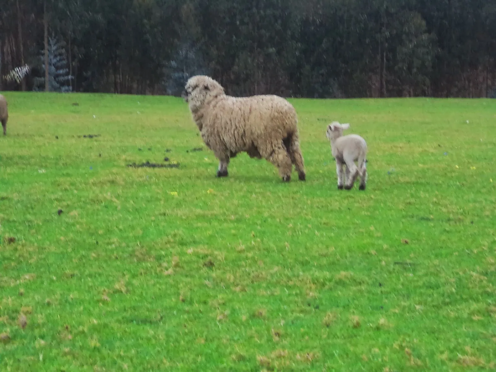 Animales del campo en Agallpampa « Imagen Andina