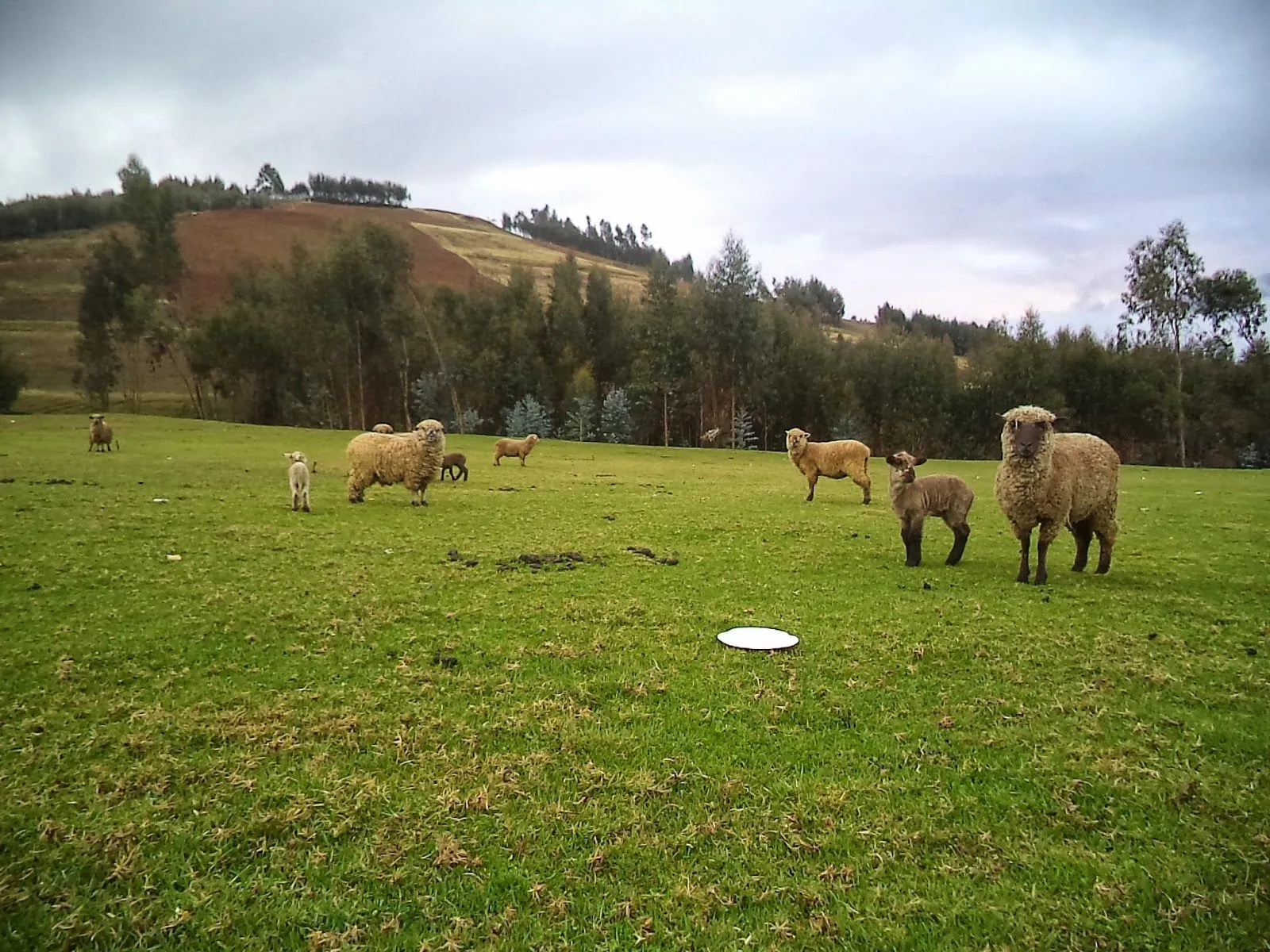 Animales del campo en Agallpampa « Imagen Andina