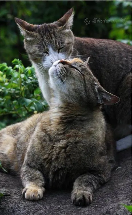 Animales cariñosos: Gatos - Si la Vida nos da Limones...