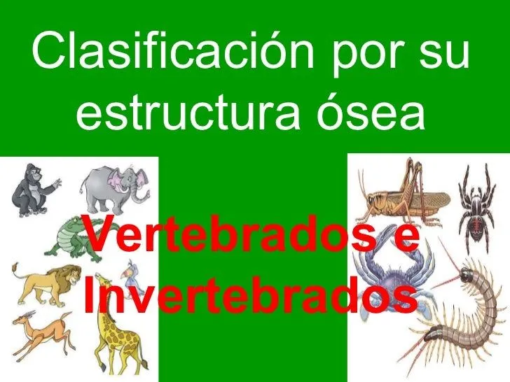 Los animales clasificación según su estructura. Primaria. IE N°1198. …