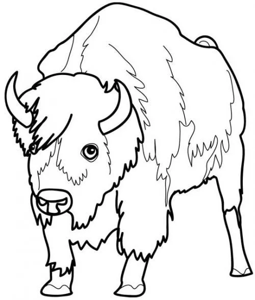 Animales para colorear: Búfalos o Bisontes