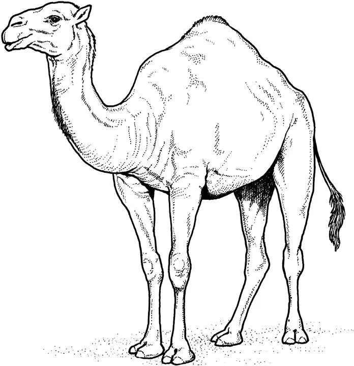 Animales para colorear: Camellos