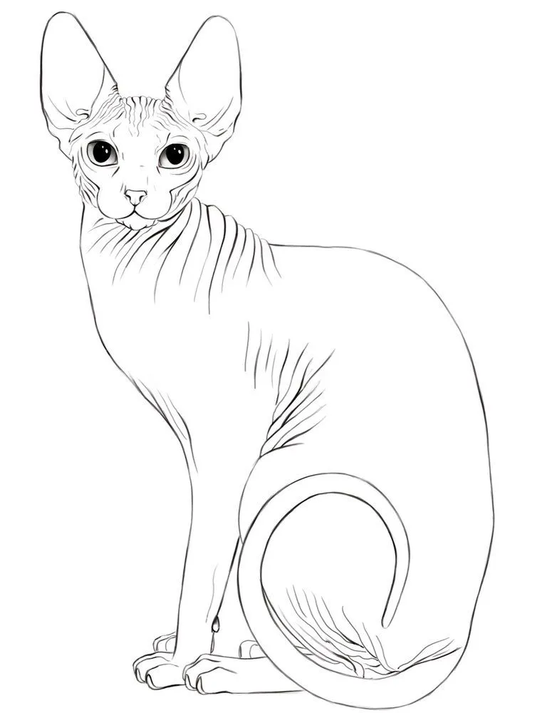 Animales para colorear: Gato Esfinge