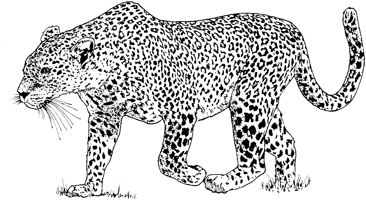 Animales para colorear: Leopardos