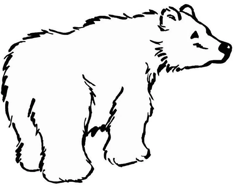 Animales para colorear: Oso Polar