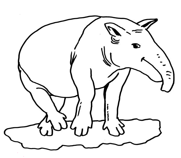 Animales para colorear: Tapir