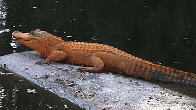 Los ocho animales con colorido más insólito de la naturaleza ...