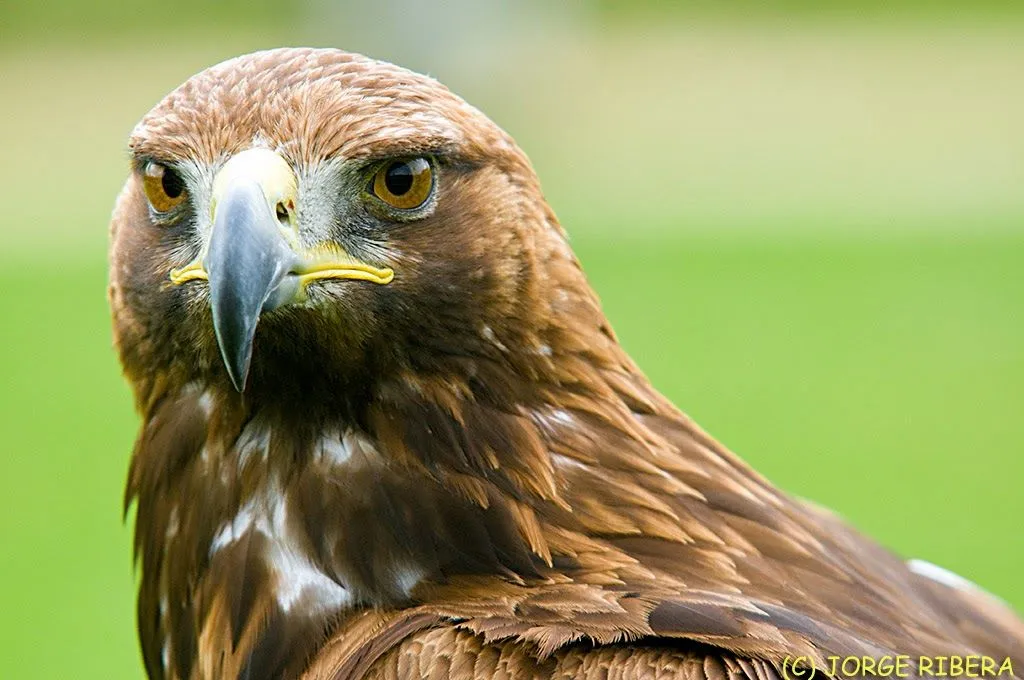 ANIMALES EN COMBATE: AGUILA REAL VS LOBO