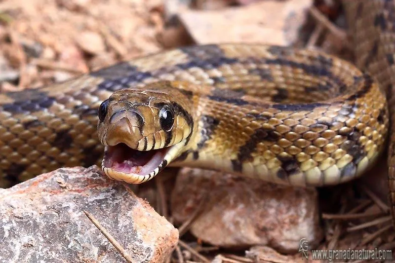 ANIMALES EN COMBATE: HURÓN VS CULEBRA.