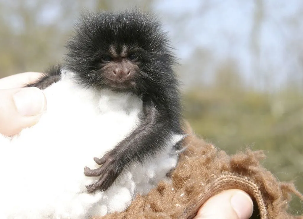 Animales condenados por feos - Quo