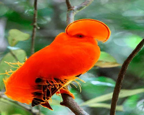 animales contentos: El Gallito de las Rocas Guayanés