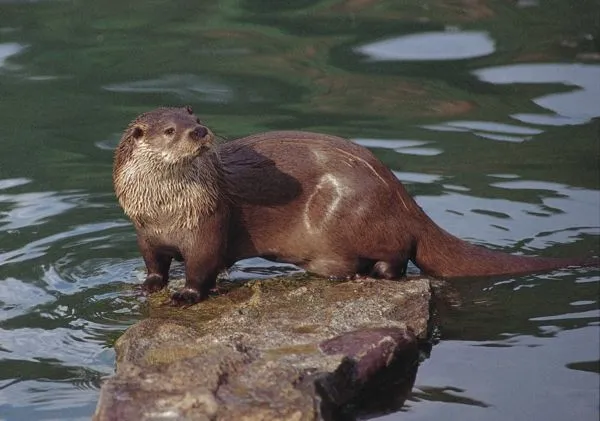 animales contentos: La nutria