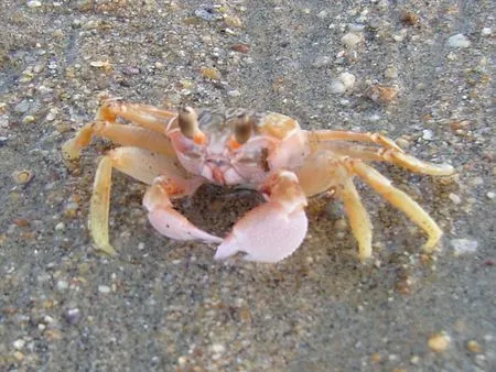 Animales De La Costa De Mexico