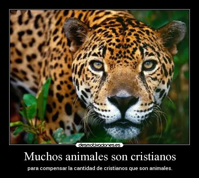 Imagenes cristianas de animales - Imagui