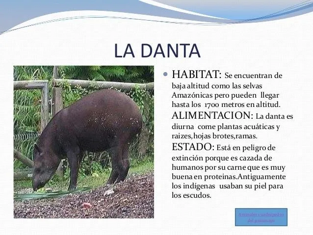 Animales cuadrupedos del putumayo....