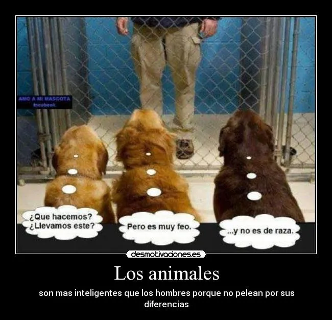 Los animales | Desmotivaciones