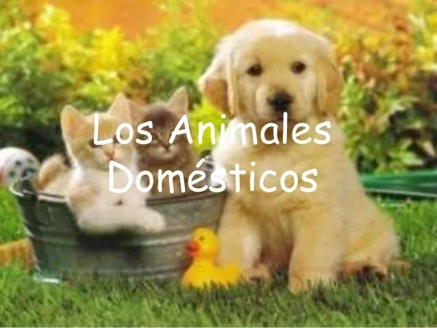 Los animales domésticos