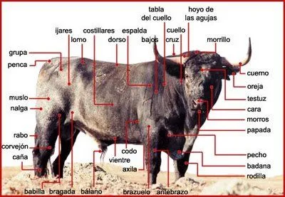 Animales Domésticos