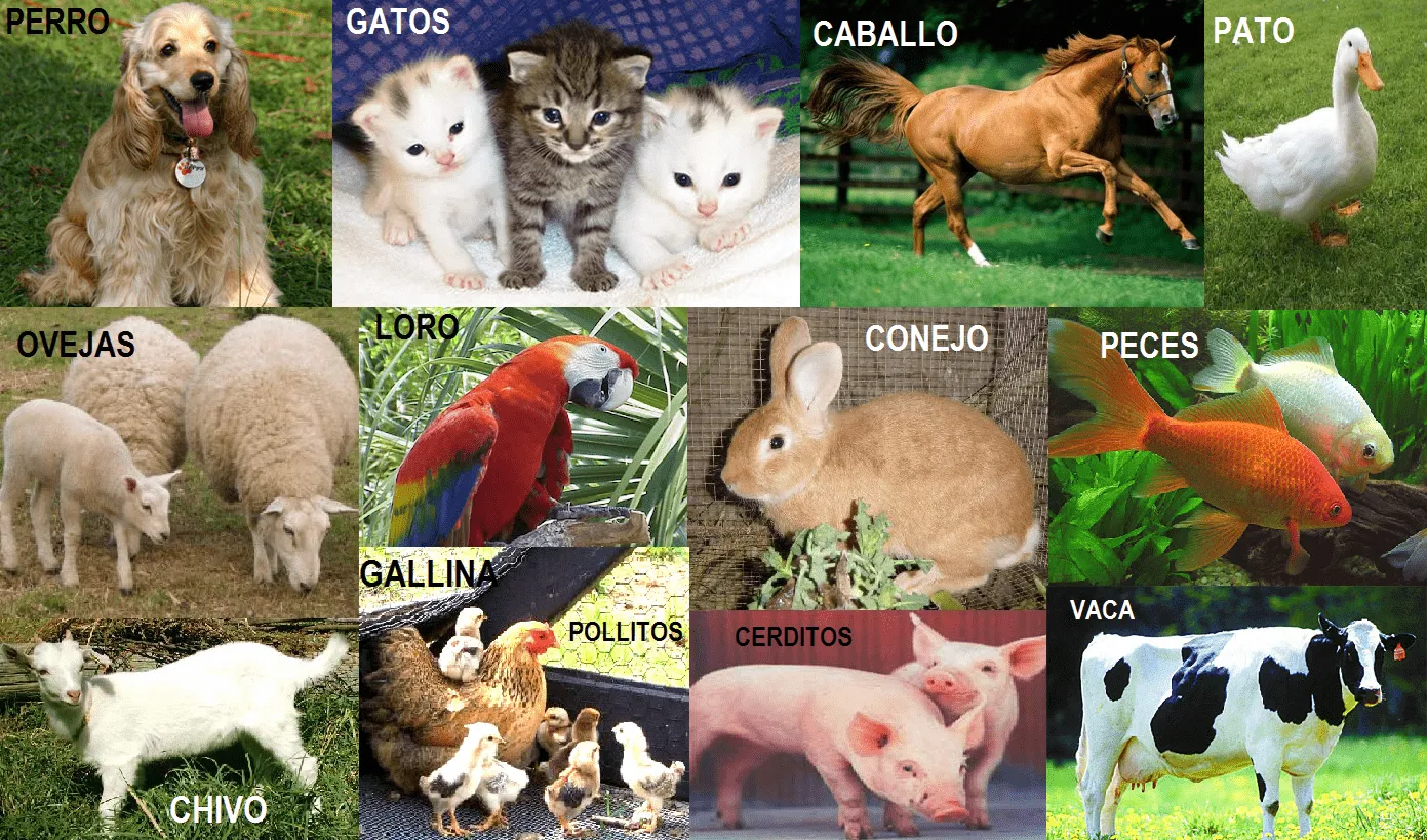 LOS ANIMALES DOMESTICOS