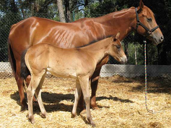 ANIMALES DOMESTICOS: Caballos