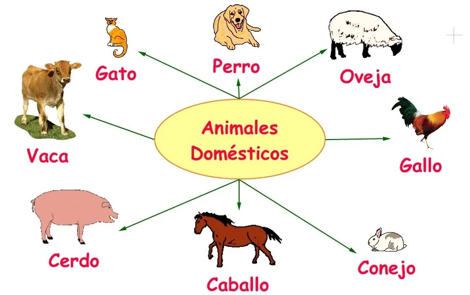 Animales domesticos: Mapa conceptual