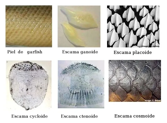 Nombre de animales con escamas - Imagui