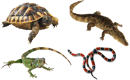 Nombres de animales reptiles - Imagui