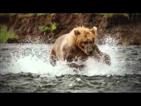 animales extraordinarios - YouTube