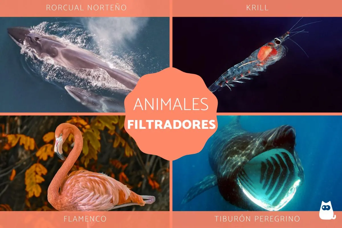 ANIMALES FILTRADORES - Qué son y ejemplos