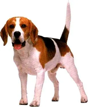 ANIMALES FOTOS DIBUJOS IMAGENES: FOTOS DE ANIMALES DOMESTICOS