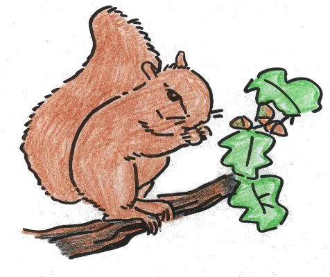 ANIMALES FOTOS DIBUJOS IMAGENES: FOTOS DE ARDILLAS