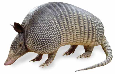 ANIMALES FOTOS DIBUJOS IMAGENES: FOTOS DE ARMADILLOS