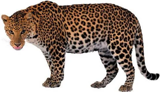 ANIMALES FOTOS DIBUJOS IMAGENES: FOTOS DE LEOPARDOS