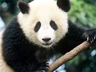 ANIMALES FOTOS DIBUJOS IMAGENES: FOTOS DEL OSO PANDA GIGANTE